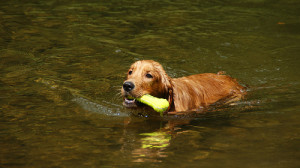 Dog Swimming Games